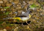 David Atkinson_Grey Wagtail.jpg